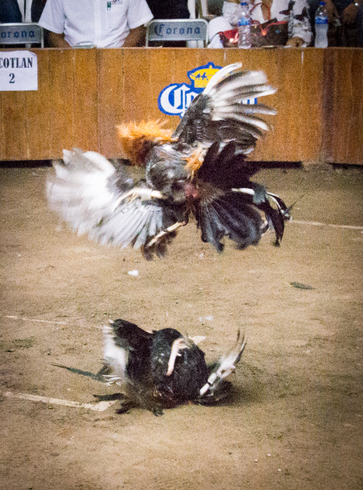 Fighting gamecocks.<br />Photo: Ernesto J. Torres, Casa 12