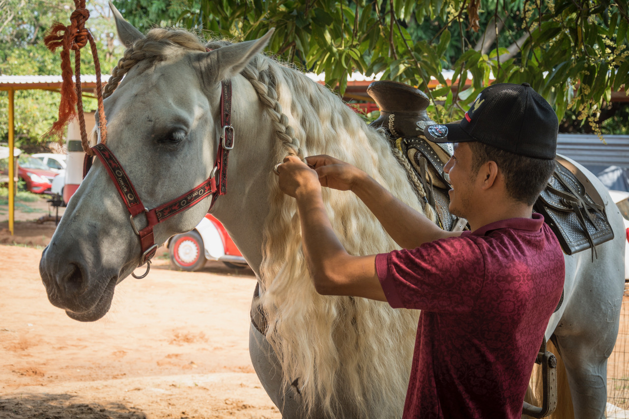The horse's mane is braided to protect
them from the heat and to create an attractive
wave for performances. Photo: Ernesto J. Torres