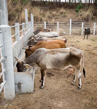 Cattle Ranches on the Coast. Photo: Ernesto J. Torres
