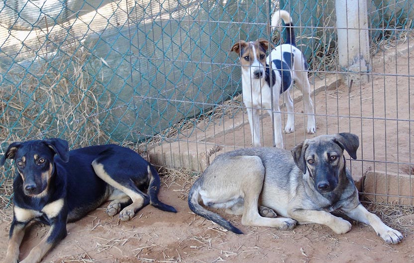 Un santuario para perros abandonados y enfermos. Foto: Ernesto J. Torres