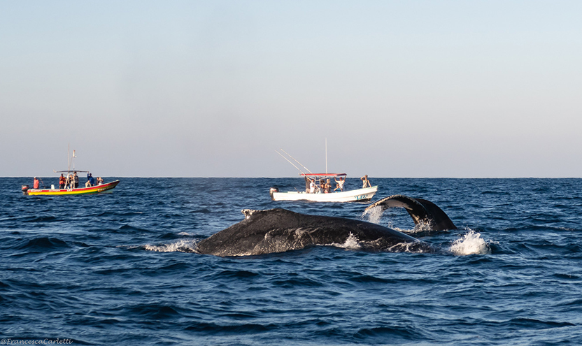 Puerto Escondido en el mar: buceo, delfines y ballenas. Foto: Francesca Carletti