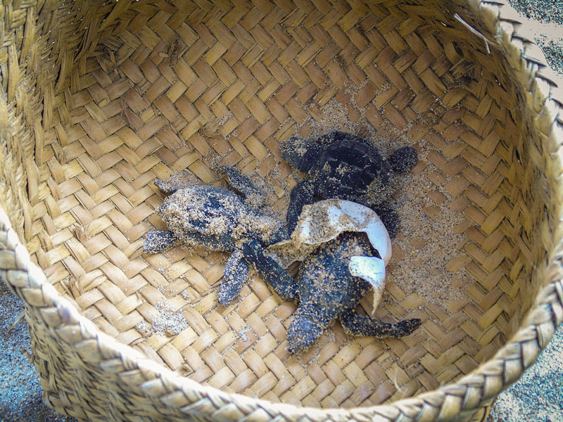 Campamento ViveMar in Agua Dulce, Chila, baby turtles found in nest cleaning.