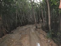 Illegal road through the mangroves