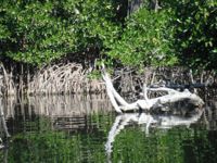 Mangroves, Manialtepec