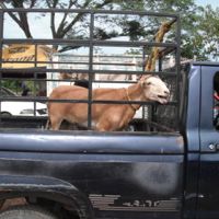 Livestock Market in Colotepec