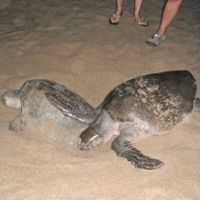 What’s With the
Olive Ridley?