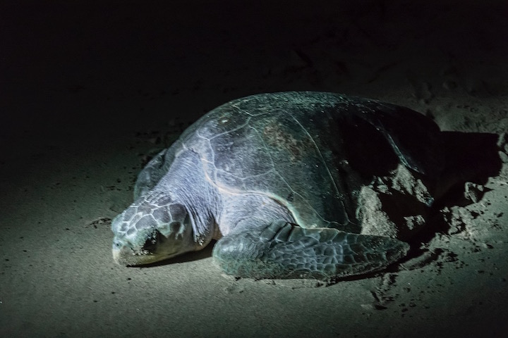 Olive Ridley turtle laying eggs,