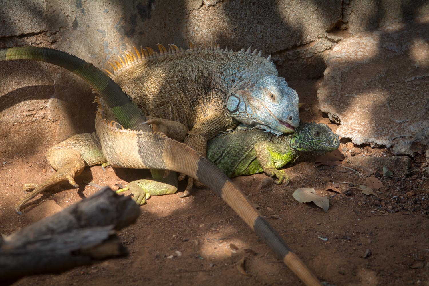 Las iguanas se aparean en la temporada de secas y solo ponen huevos una vez al año. Foto: Ernesto J. Torres, Casa 12